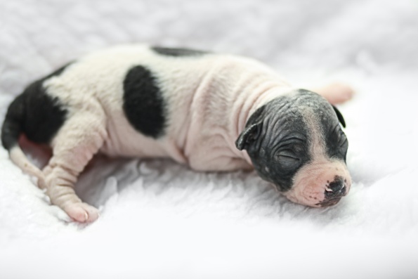 American Hairless Terrier