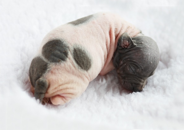 American Hairless Terrier