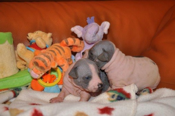blue litter (11)