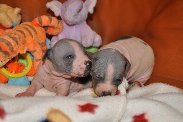 blue litter (12)