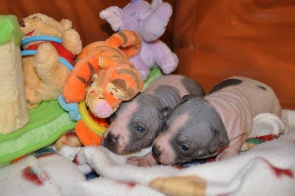 blue litter (13)