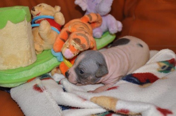 blue litter (14)